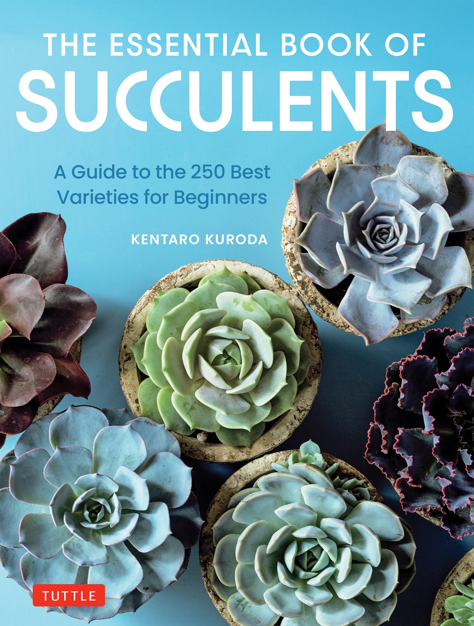 Cover image for The Essential Book of Succulents ISBN 9780804856003